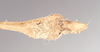 CollectionObject 1560629; 4f1e263e-c78a-4e70-8a15-e4ebcc5b90c0: copyright Natural History Museum, London. female: end of abdomen, ventral view (paralectotype). (CollectionObject).;CollectionObject 1560630; 81cde4ba-3fde-4f61-9420-4172a1b4f9c5: copyright Natural History Museum, London. female: end of abdomen, ventral view (paralectotype). (CollectionObject).