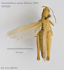 CollectionObject 1541119; ef6af3ee-ec4b-4fa7-9692-26f0b51e80a5: female, dorsal view (holotype). (CollectionObject).