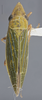 Habitus, dorsal view on Draeculacephala robinsoni Hamilton, 1967: Dorsal. (Observation).