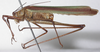 CollectionObject 1536379; 333196ca-47af-4173-83cc-93b0cda23de5: male, lateral view (holotype). (CollectionObject).