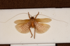 CollectionObject 1531247; de9f1cd0-c9da-4d68-af22-5fcc61cd68e4: male, dorsal view (holotype). (CollectionObject).
