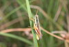 Dichroplus patruelis (Stål, 1861): male. (Otu).