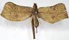 CollectionObject 1539754; 6d7e038e-0ca5-46f3-9684-ce7a458fee21: female, dorsal view (holotype). (CollectionObject).
