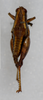 CollectionObject 1578674; a0b7b93a-a945-46ed-a8fb-fcb34981b3f7: female, dorsal view (paratype). (CollectionObject).