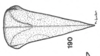Habitus, dorsal view: !! display not done !! on Tortistilus wickhami (Van Duzee, 1908): (Observation).