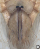 Ovipositor on Arocephalus (Arocephalus) longiceps (Kirschbaum, 1868): Ovipositor. (Observation).