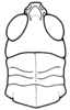 Ageneotettix brevipennis (Bruner, 1904): Fig. 66. head and pronotum, dorsal view. (Otu).