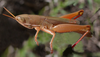 Aleuas paranensis Carbonell, 2008: male. (Otu).