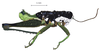 Rhachicreagra nothra Rehn, 1905: male, lateral view. (Otu).