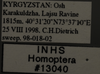 Other on Ferganotettix elegans Dubovsky, 1966: Label. Label for the face image. (Observation).