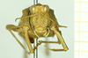 CollectionObject 1532638; 2cef890a-3906-4ebb-8ad2-3afa64d69766: male, frontal view (holotype). (CollectionObject).