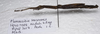 CollectionObject 1584625; 9c1de9bd-ea83-4a18-8448-f990b3397e64: (CollectionObject).