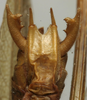 CollectionObject 1535131; d0c51dd8-88e3-45b6-a0e3-b2b0a062db69: male subgenital plate (holotype). (CollectionObject).