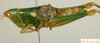 CollectionObject 1537803; 308dcdda-f231-4cd3-9e10-4896fba240dd: female habitus lateral view (paratype). (CollectionObject).