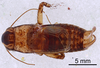 CollectionObject 1522767; b72b8fb4-7164-4e49-a28e-e1a3b048b396: Male, dorsal view (holotype). (CollectionObject).