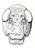 Bullacris vansoni (Dirsh, 1963) now Bullacris unicolor (Linnaeus, 1758): Fig. 34. male face. (Otu).