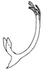 Aedeagus, lateral view on Polana (Culumana) excava (DeLong & Freytag, 1972): Male: aedeagus, lateral view. (Observation).
