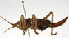 CollectionObject 1530617; de883d89-73fd-421a-b272-4b246b28f80b: female, lateral view (syntype of Anthracites kilimandjaricus). (CollectionObject).