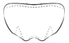 Other on Coarctana occultata Domahovski & Cavichioli, 2023: Male holotype [MUSM]: valve, ventral view. (Observation).