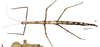 CollectionObject 1959959; f71ea3a9-5369-49e8-b088-43bd9f0bcf22: copyright CEIOC, Brazil. female (holotype). (CollectionObject).