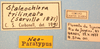 CollectionObject 1515128; df8482f3-ff73-470f-a85d-47adb8e63375: labels (paraneotype). (CollectionObject).