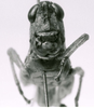 CollectionObject 1524853; df002ccf-d3c4-4277-bac8-e2d9d2e3003a: female, frons (holotype). (CollectionObject).