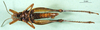 CollectionObject 1501517; c8458b68-86e5-40cf-ad7d-7eb92ad40683, DORSA BA000547S01: female, ventral view (holotype). (CollectionObject).