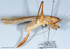 CollectionObject 1588348; 863829e9-2286-49a0-bb55-1eace18e4f2a: female, lateral view (Sandakan). (CollectionObject).
