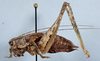 CollectionObject 2617091; 785dccd7-ced4-4e04-87fb-61447bd1fd74: male, lateral view (paratype). (CollectionObject).