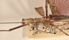 CollectionObject 1599504; 3967ffee-1fad-4cf2-98cc-df980b4e0213: copyright OUMNH. male: head & thorax, lateral view of Xeroderus kirbii (paralectotype). (CollectionObject).