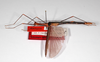 CollectionObject 1560332; 3a1d105e-fb10-4cfb-aca8-b88d161294c1: copyright MNHU, Berlin. male, dorsal view (holotype). (CollectionObject).