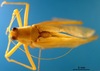 CollectionObject 1501753; daad6fac-d8fa-4099-99b1-a4d432261717: female, dorsal view (syntype). (CollectionObject).