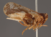 Habitus, lateral view: !! display not done !! on Pintalia lateralis Stål, 1862: (Observation).