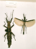 CollectionObject 1560392; d35cb485-f189-4266-9cd7-61d6dc69da3e: copyright NHRS, Stockholm. female (holotype, on left). (CollectionObject).
