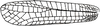 Chondrosternum triste Beier, 1960: Fig. 160. female tegmen (52-55 mm). (Otu).