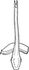 Aedeagus, ventral view on Daluana ramlyi (Dworakowska, 1984): Aedeagus, ventral view. (Observation).