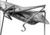 CollectionObject 1533511; 1ff825cc-14dd-40bf-ac79-d860ef4a1324, USNM 9728: Image Carbonell, C.S. male abdomen, lateral view (syntype). (CollectionObject).