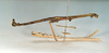 CollectionObject 1563741; 7ceb39e5-c2fe-4a27-87eb-38f1a77a3de6: copyright MNHN, Paris. male, lateral view (holotype). (CollectionObject).