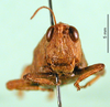 CollectionObject 1502636; 0f8c6cf0-b159-4411-b2c0-f58b502aa440: female, frontal view (syntype). (CollectionObject).