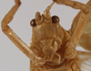 CollectionObject 1534697; b00373bf-7642-4342-81e4-56659568cf88: male face (syntype). (CollectionObject).