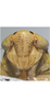 Head on Exitianus indicus (Distant, 1908): face. (Observation).