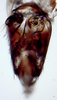 Subgenital plate: !! display not done !! on Scaphytopius elegans (Van Duzee, 1890): Ohio State U. (Observation).