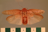 Rhabdoblatta inclarata (Walker, 1868): Copyright UMO, Oxford. Type, dorsal view. (Otu).