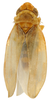 Habitus, dorsal view on Erythridula abolla (McAtee, 1920): Habitus (holotype of E. abolla iconica McAtee, USNM collection). (Observation).