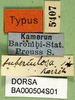 CollectionObject 1501659; abdf9174-41dd-4039-bed9-fe893a184471: labels (syntype or holotype). (CollectionObject).