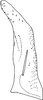 Subgenital plate, ventral view on Eupteryx (Eupteryx) vittata (Linnaeus, 1758): Subgenital plate. (Observation).