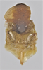 CollectionObject 1552937; 54000df3-a37d-48d1-9811-465e93e6c838: 7mm. (CollectionObject).