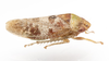 Live specimen on Dragonana Ball & Reeves, 1927: (Observation).