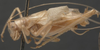CollectionObject 1505716; 8dd08470-dbd0-4e29-83b3-34ad7a66a497: male, lateral view (holotype). (CollectionObject).