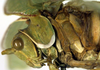 CollectionObject 1500540; 4e41bf74-478d-47b0-9906-0ab024fe0b45: male, head and pronotum, lateral view (holotype). (CollectionObject).